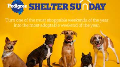  Dog Adoption with Pedigree Shelter Sunday for Free