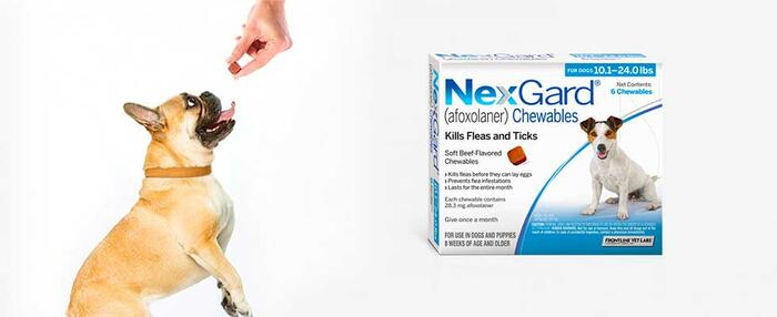 Free Month of NexGard Offer Review - Protecting Your Most Precious Dog With Free Tick And Flea Medicine