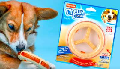 Hartz Chew 'n Clean Ring Dog Toy for Free
