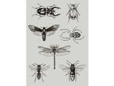 Free Temporary Bug Tattoos
