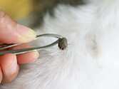 Free Tick Remover by Wildlife Services