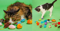 Apply To Sample NEW Cat Toys For FREE! 
