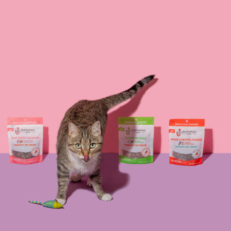 Calling All Cat Lovers! Apply for a Chance to Try Shameless Premium Cat Treats For Free!