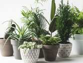 Free Plant by Wild Things
